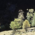 Betula pendula subsp. fontqueri  -  SUB-ENDEMISMO IBERICO